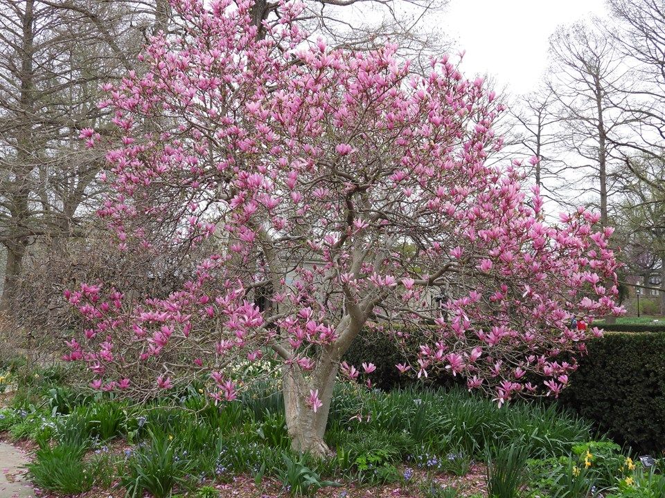 Magnolia x 'Jane'