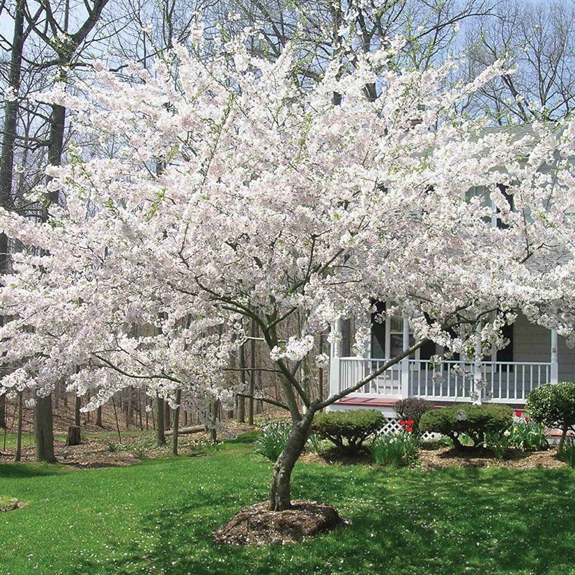 Prunus × yedoensis Yoshino Cherry
