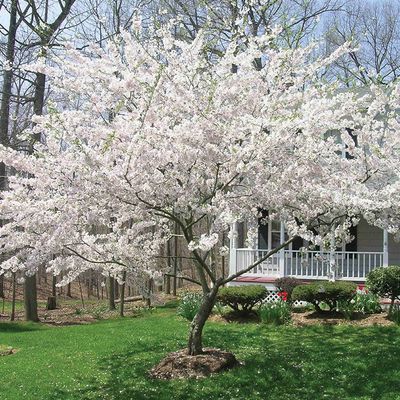 Prunus × yedoensis Yoshino Cherry