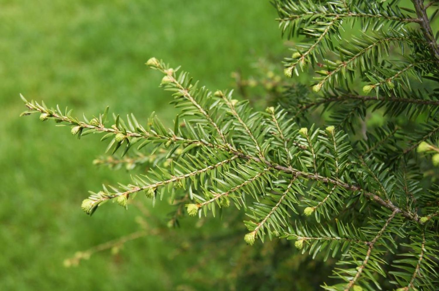 Tsuga canadensis Eastern Hemlock