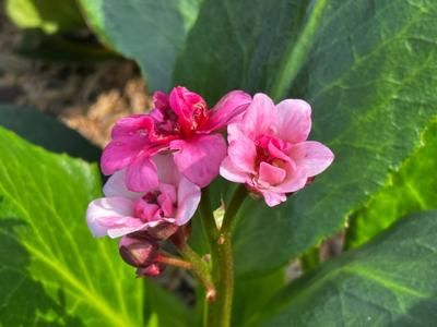 Bergenia Dragonfly™ ‘Sakura’ Pig Squeak