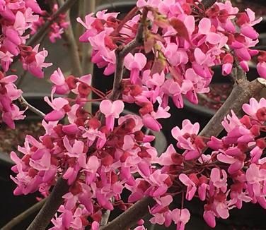 Cercis canadensis Burgundy Hearts® Redbud