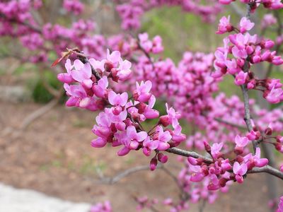 Cercis x 'Merlot' Redbud