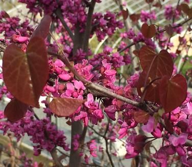 Cercis x 'Merlot' Redbud