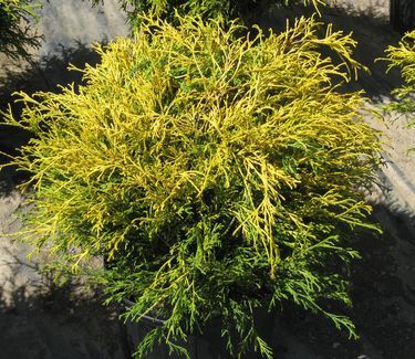 Chamaecyparis pisifera filifera 'Goldthread' Cypress