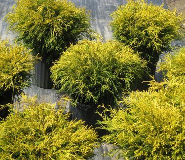 Chamaecyparis pisifera filifera 'Goldthread' Cypress
