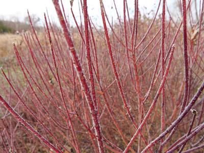 Cornus sericea (stolonifera) Arctic Fire® 'Red' Redoisier Dogwood