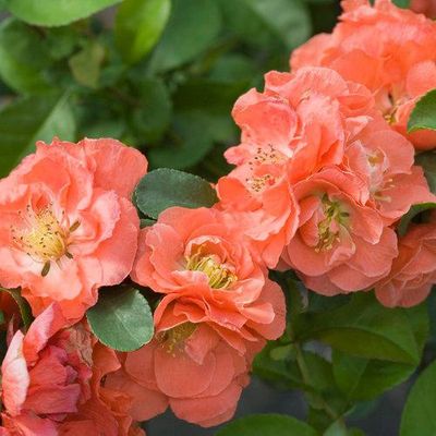 Chaenomeles speciosa Double Take® Peach Storm Flowering Quince