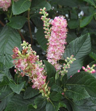 Clethra alnifolia 'Ruby Spice' Summersweet