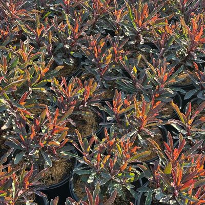 Euphorbia x 'Miner's Merlot' Spurge