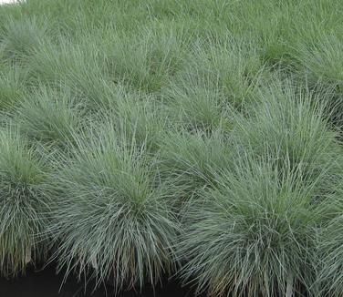 Festuca glauca 'Elijah Blue' Blue Fescue