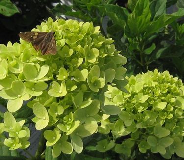 Hydrangea paniculata Little Lime® Panicle Hydrangea