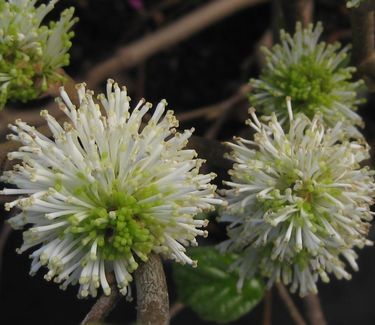 Fothergilla gardenii 'Suzanne' Dwarf Fothergilla