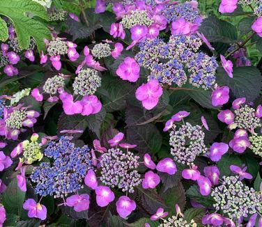 Hydrangea serrata Tuff Stuff™ Mountain Hydrangea