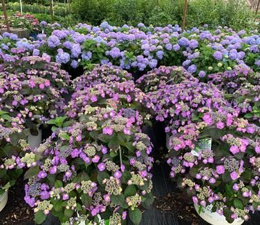 Hydrangea serrata Tuff Stuff™ Mountain Hydrangea