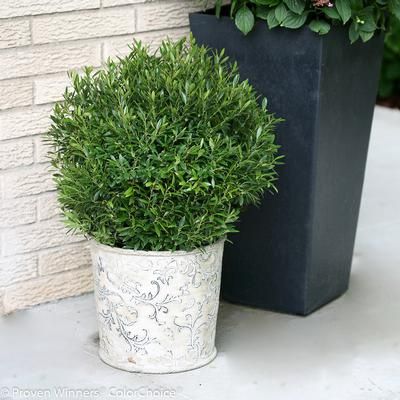 Ilex glabra Gem Box® Inkberry Holly