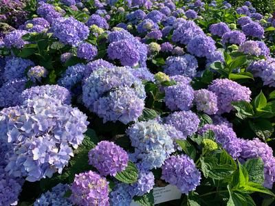 Hydrangea macrophylla Endless Summer® 'The Original' Bigleaf Hydrangea