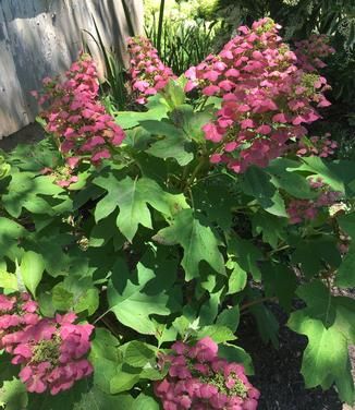 Hydrangea quercifolia Gatsby Pink® Oakleaf Hydrangea