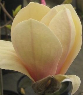 Magnolia x 'Yellow Lantern'