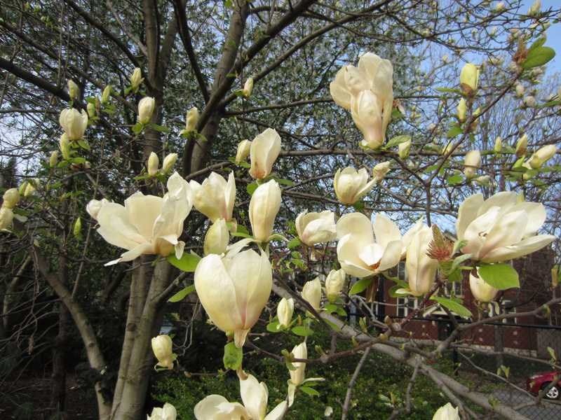 Magnolia x 'Yellow Lantern'