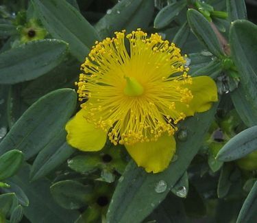 Hypericum x Blue Velvet™ St Johnswort