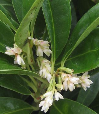 Sarcococca hook. hum. Fragrant Mountain™ Sweetbox