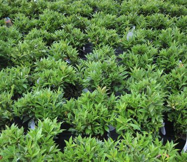 Sarcococca hook. hum. Fragrant Mountain™ Sweetbox