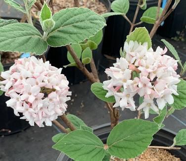 Viburnum carlesii Spice Girl® Koreanspice Viburnum