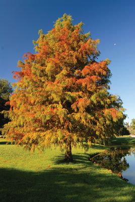Taxodium distichum Bald Cypress