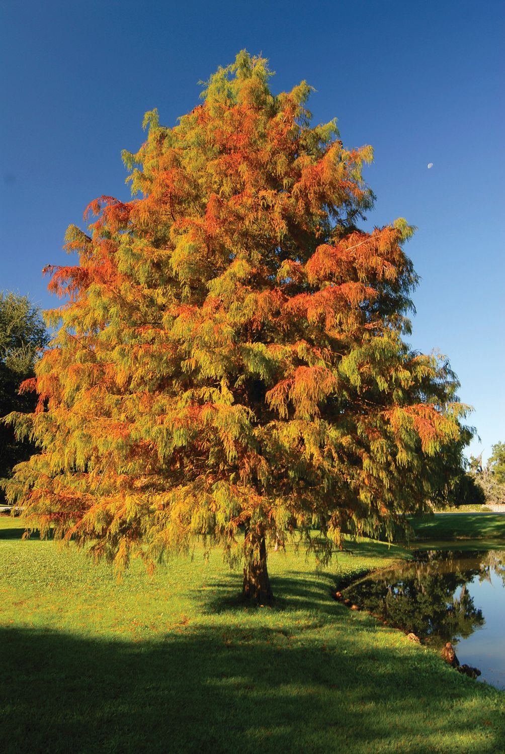 Taxodium distichum Bald Cypress