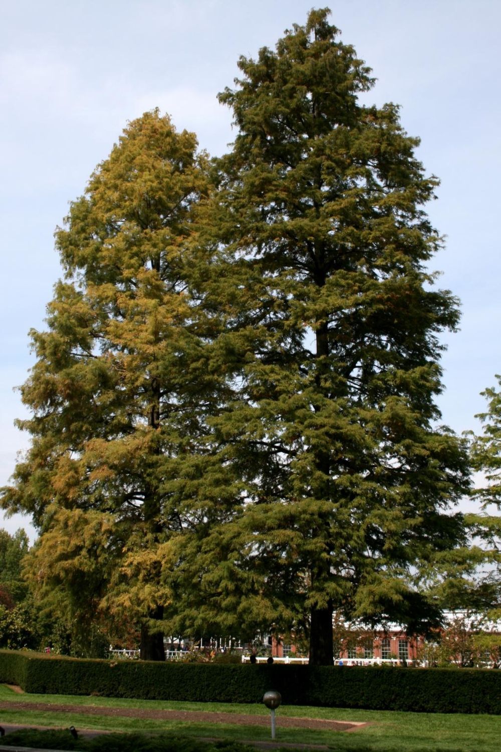 Taxodium distichum Bald Cypress