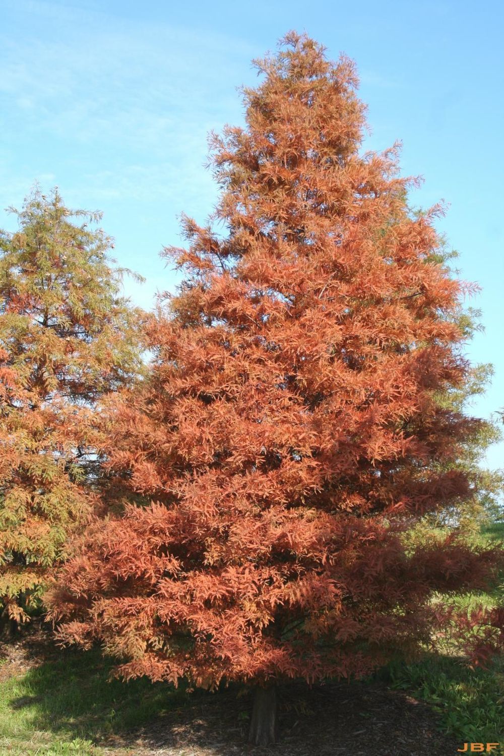 Taxodium distichum Bald Cypress
