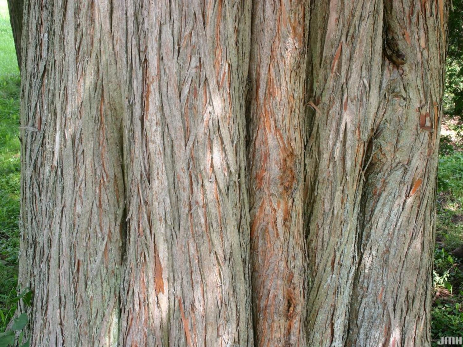 Taxodium distichum Bald Cypress