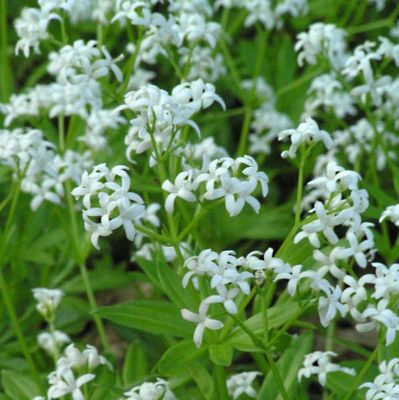 Galium odoratum Sweet Woodruff