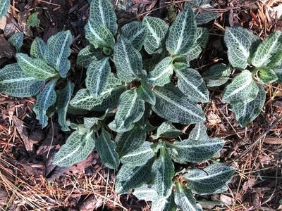 Goodyera pubescens Downy Rattlesnake Plantain