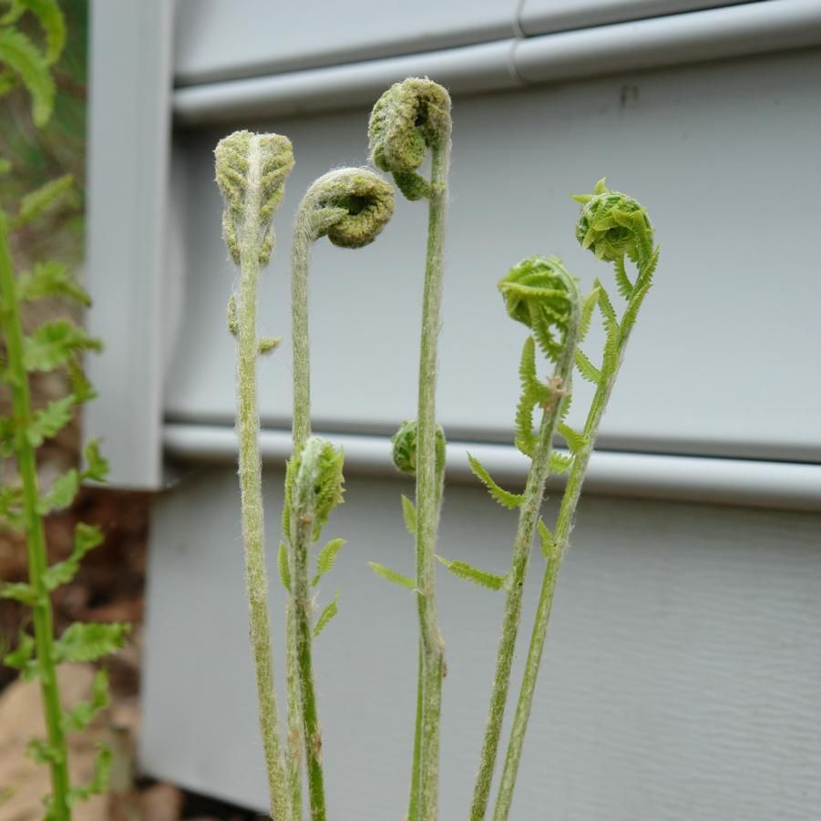 Osmunda cinnamomea Cinnamon Fern