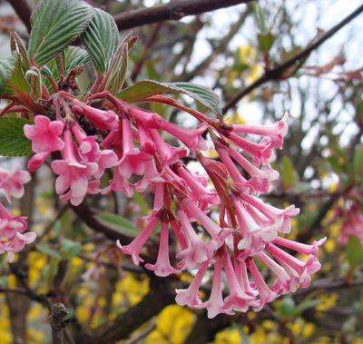 Viburnum ×bodnantense 'Dawn' Pink Dawn Viburnum