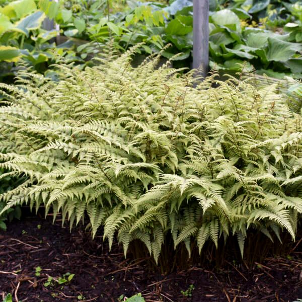 Athyrium × 'Ghost' Ghost Fern