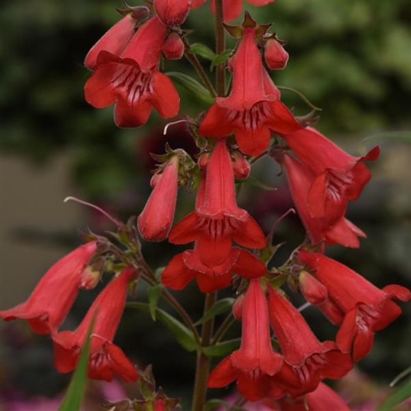 Penstemon Mountain Treats Red