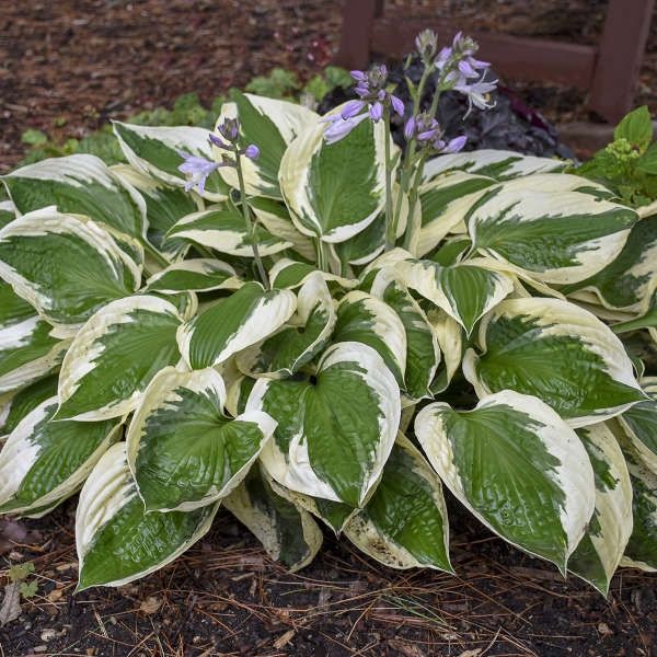 Hosta Patriot