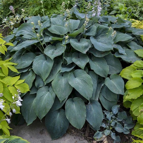 Hosta Blue Angel