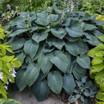 Hosta Blue Angel