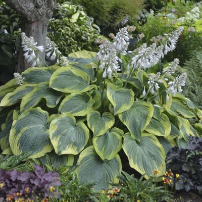 Hosta Earth Angel