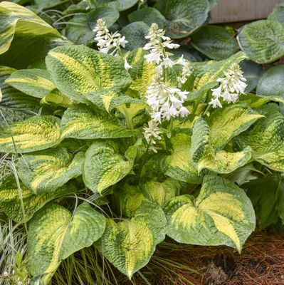 Hosta Brother Stefan
