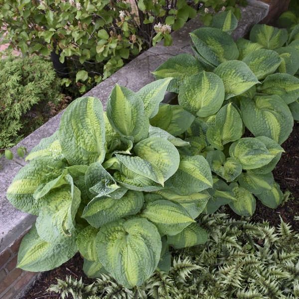 Hosta Brother Stefan