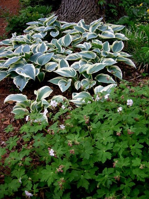 Hosta El Nino
