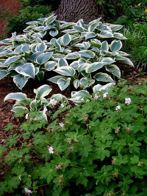 Hosta El Nino