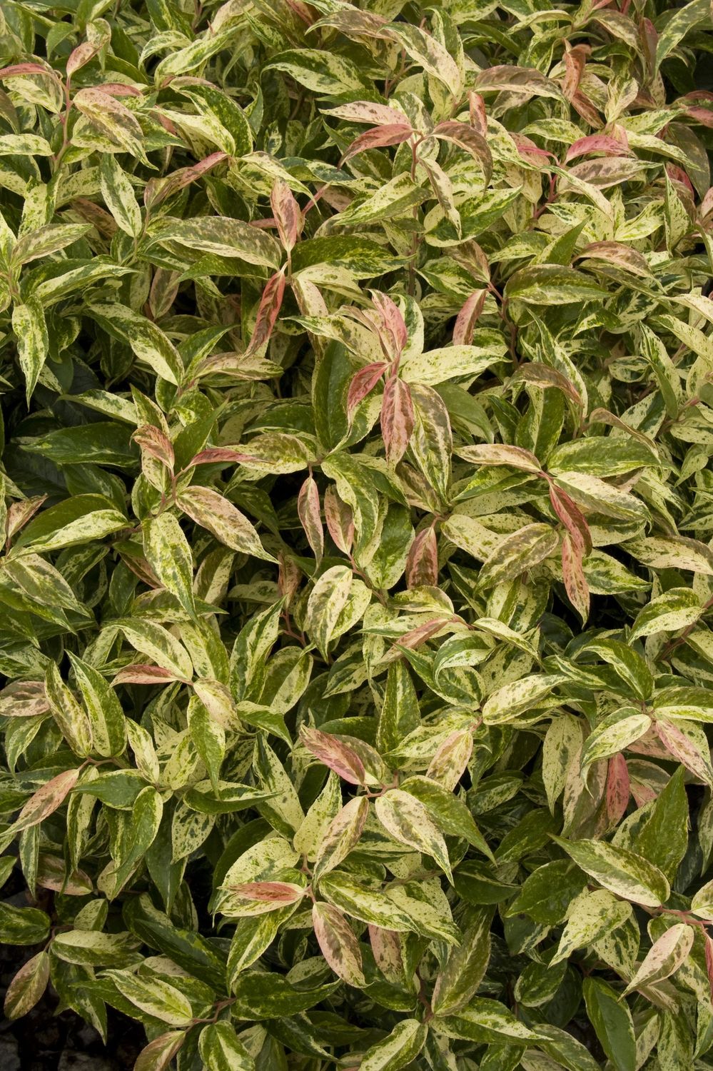 Leucothoe fontanesiana 'Rainbow' Doghobble
