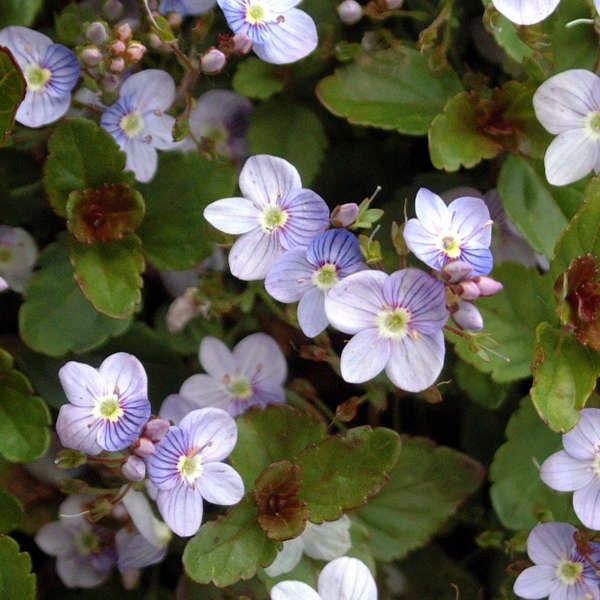 Veronica 'Waterperry Blue' Creeping Speedwell)