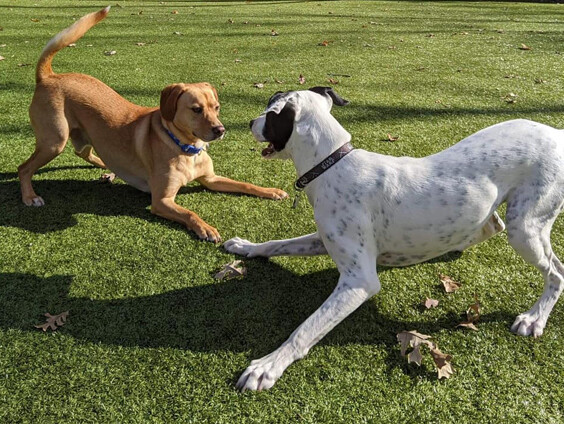 Boarding and Daycare Packages